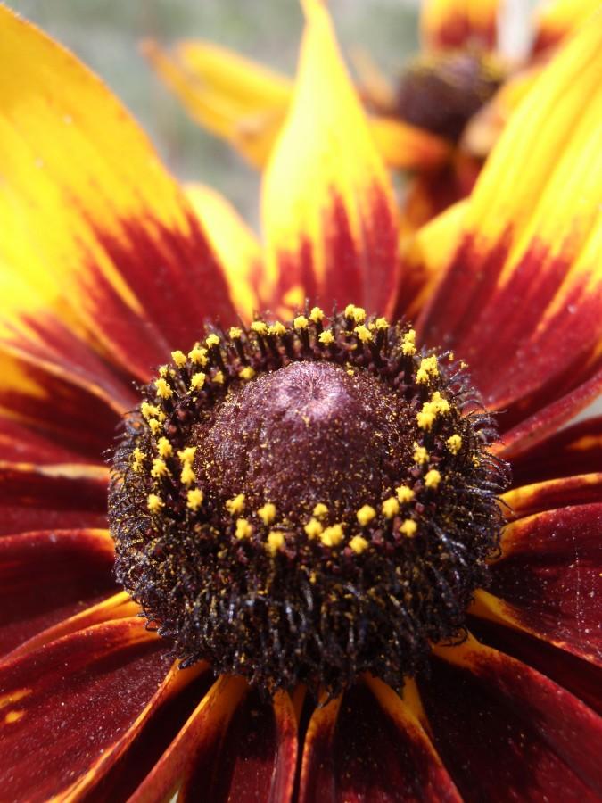 Rudbekia