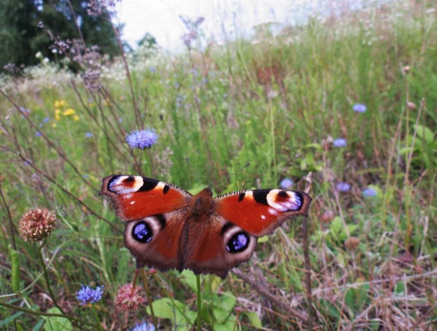 Motyl