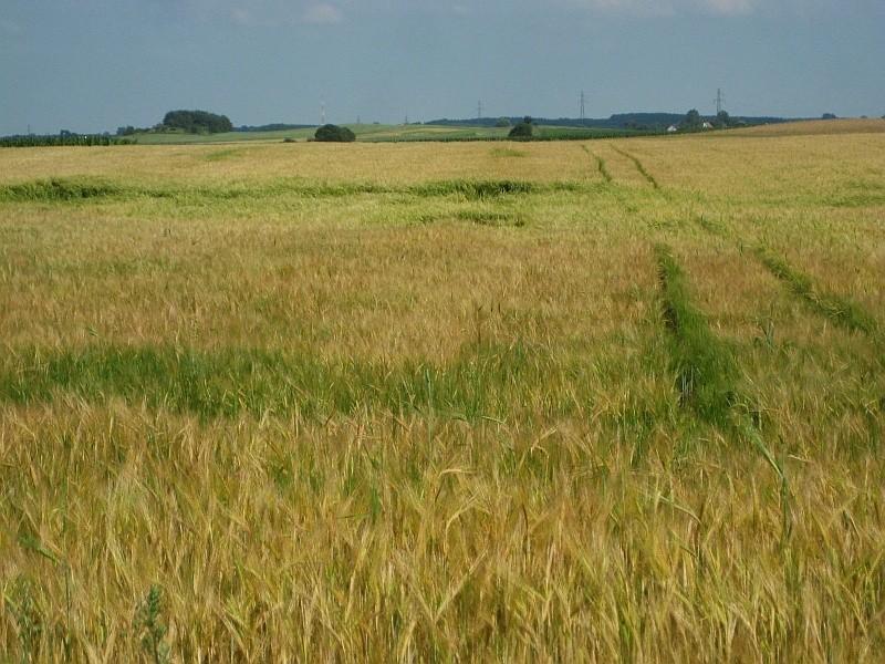 Złocące się łany zbórz - uwielbiam ten zapach