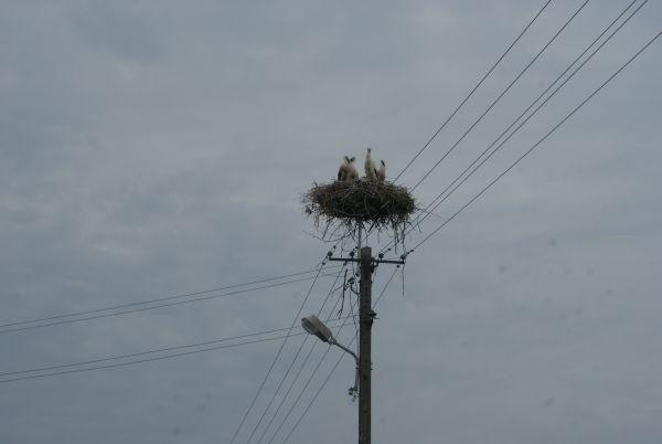 bocianów w tym rejonie bez liku
