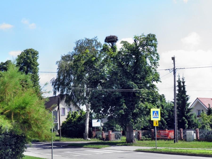 Dziwnym trafem dotąd nie dostrzegalem tego gniazda w Dołujach, dopiero Ula ...