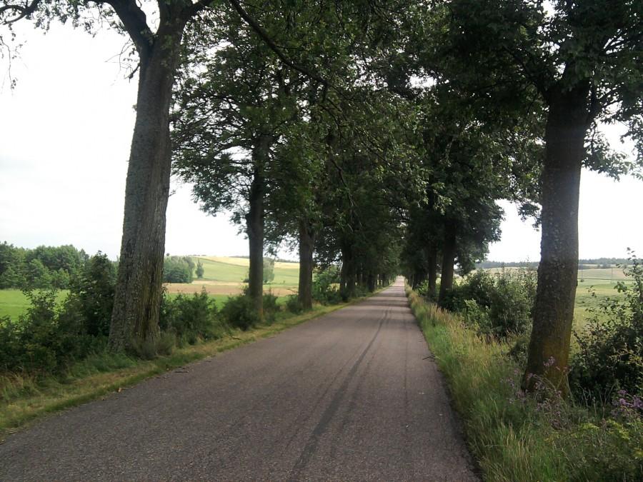 W drodze do Sośna