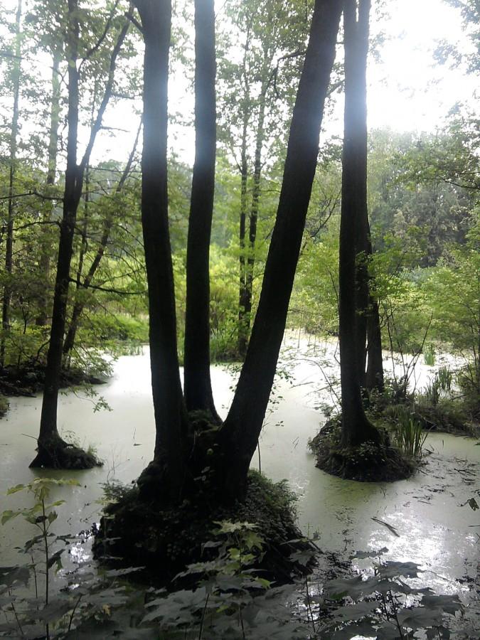 Przejeżdżam przez urokliwy Rezerwat Wąwelno