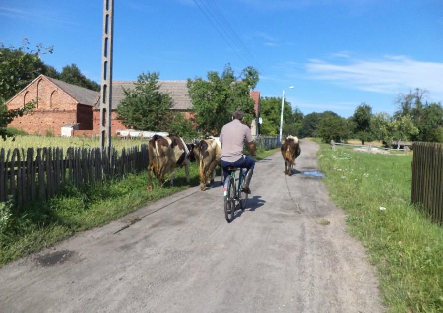 Patrzcie, patrzcie, młodzi, czy to nie ostatni, co tak krowy wodzi? ;D