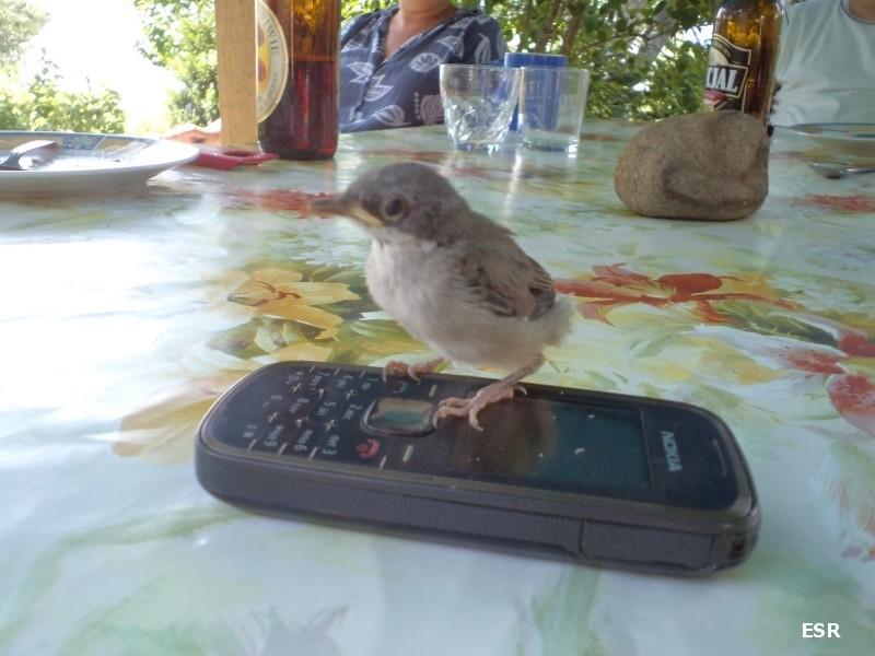 Ptak