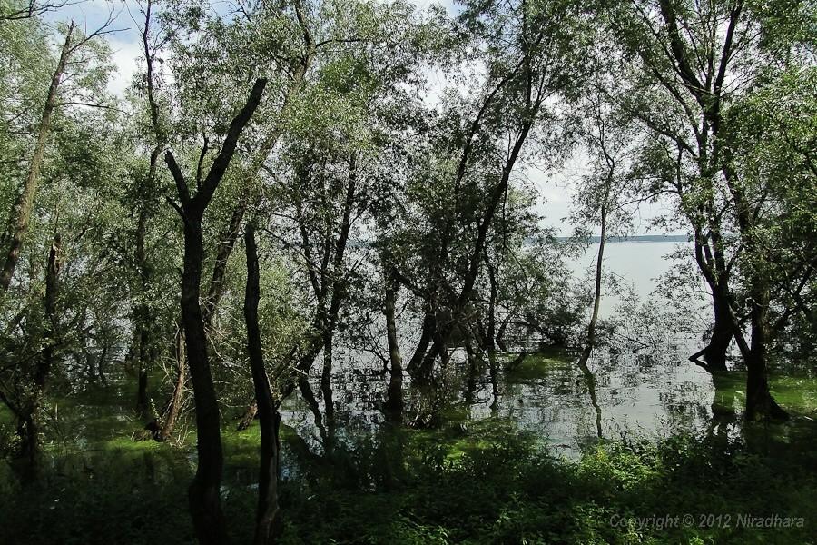raj dla komarów
