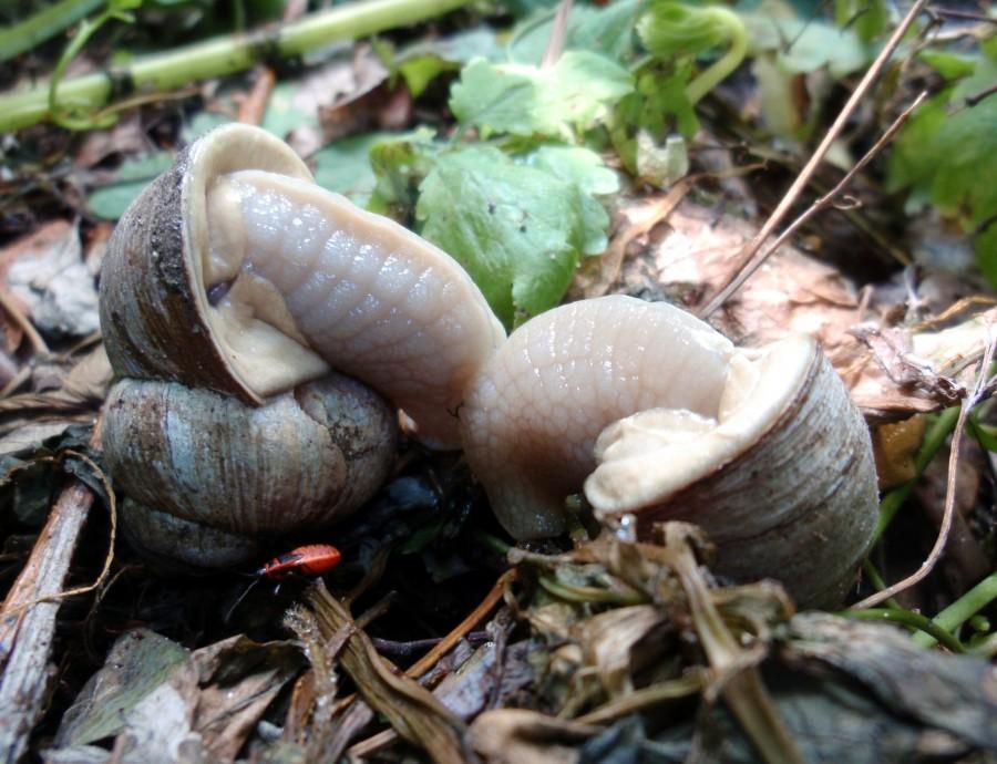 ślimaki2