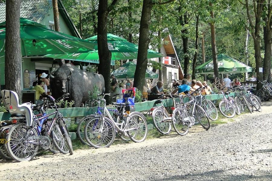 rowerzyści lubią żubry