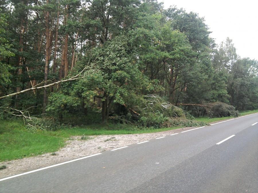 W Puszczy bydgoskiej spustoszenie po ostatnich burzach