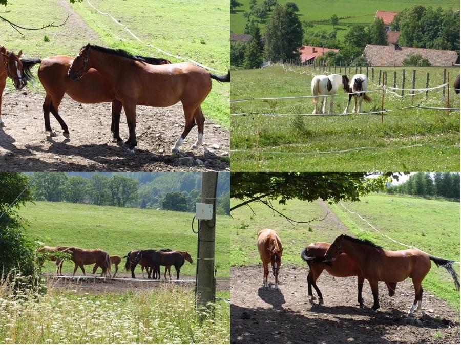 Stadnina końska gdzieś koło Slavny.