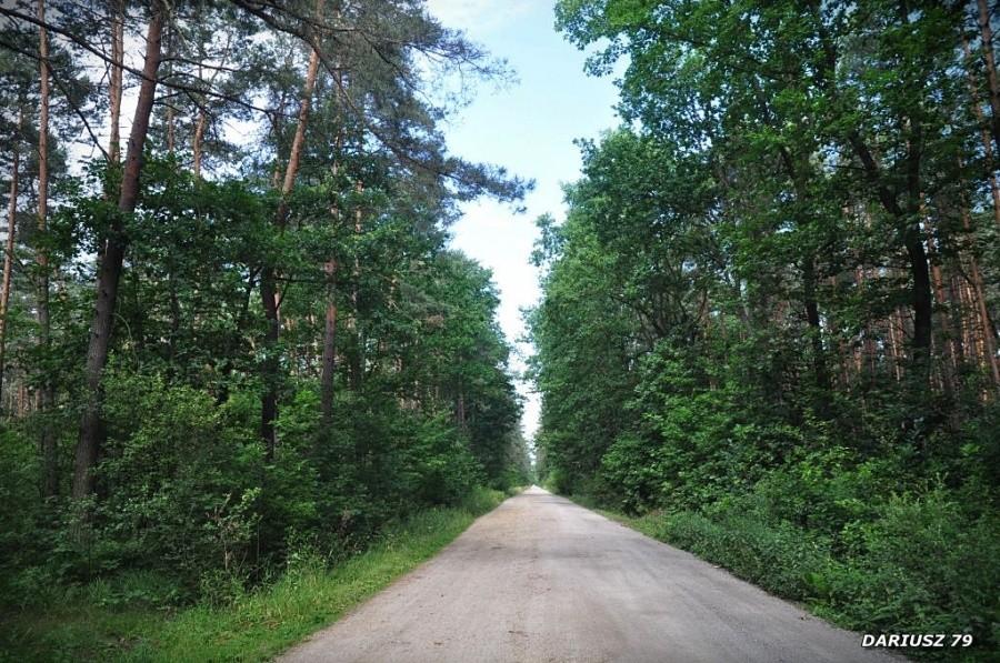 Droga szutrowa między Bratucice a Rudy Rysie