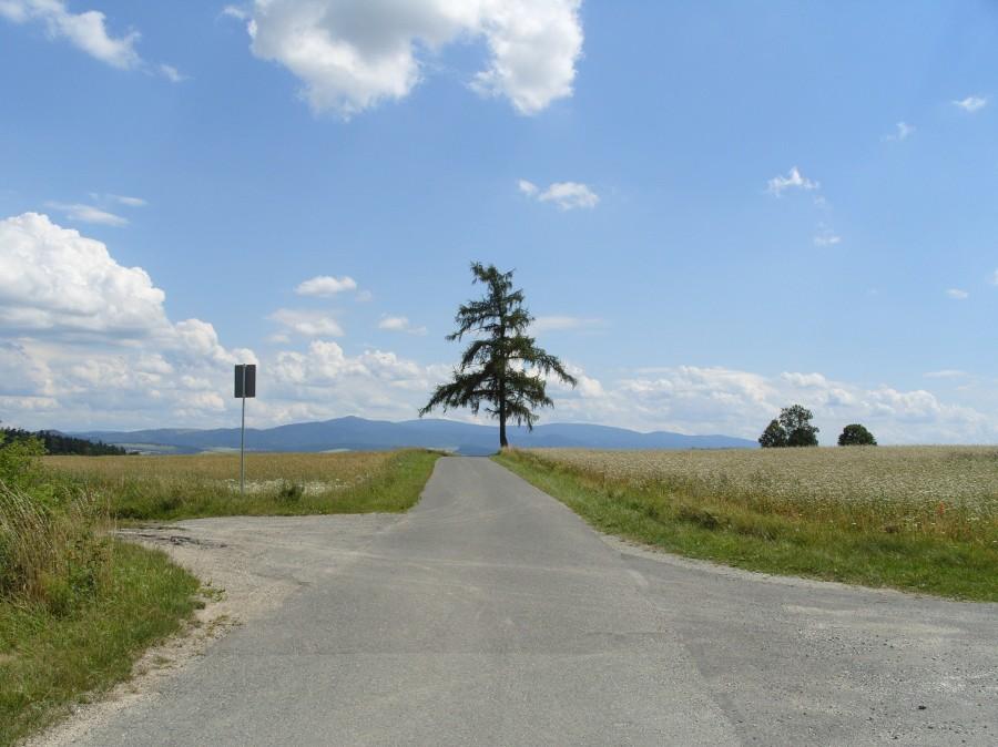 Obok tego drzewa nie można przejechać obojętnie. Drogowskaz Starków - Stara Łomnica.