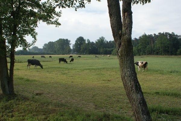 z rana krówki były wyprowadzane na spacer, te już jakiś czas tutaj stoją i skubią