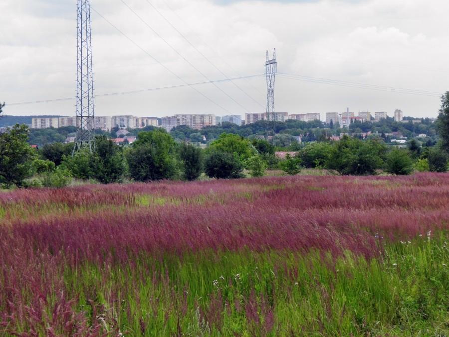 Panorama Szczecina, zdjęcie wykonane ze wzgórza pod Warnikiem.