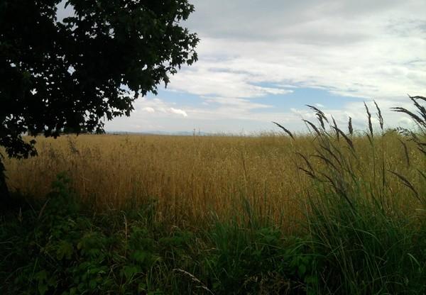 To jest pole