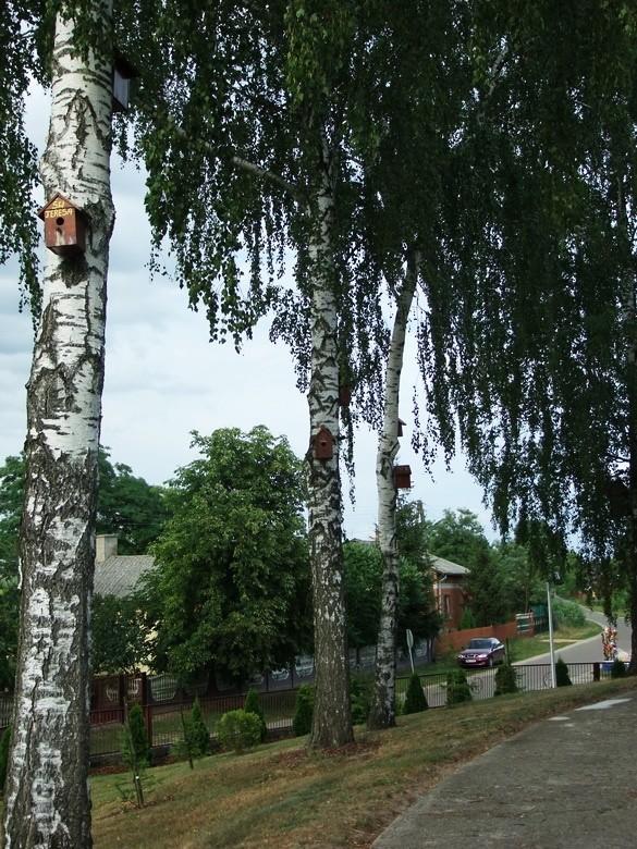 Budki lęgowe przy kościele w Lewinie