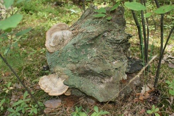 słucham, co masz mi do powiedzenia?