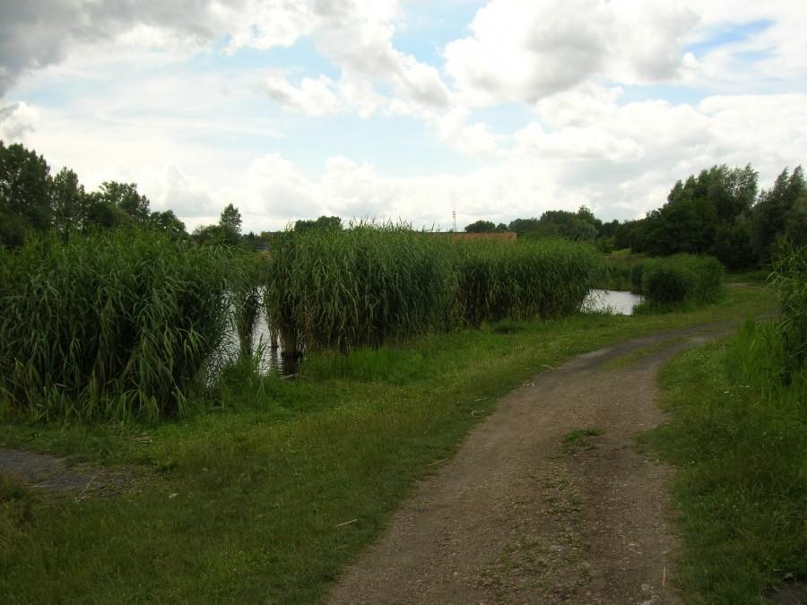 droga przy stawie