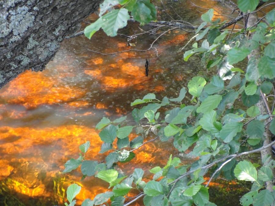 czarna struga, kilkanaście kilometrów dalej zmieni nazwę na rzekę Ełk, swoją drogą ciekawy bursztynowy kolor wody w promieniach słońca