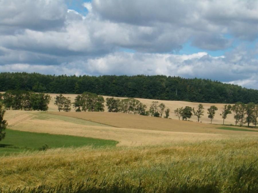 Wycieczka rowerowa z Tczewa do Przywidza. Krajobraz pól i łąk.