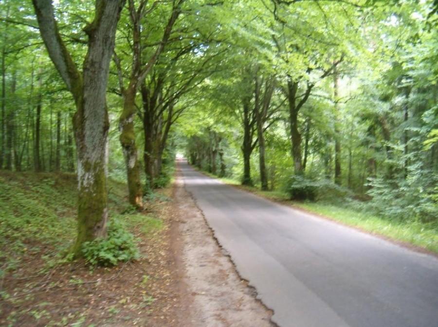 Wycieczka rowerowa z Tczewa do Przywidza. Tunel z drzew 1.