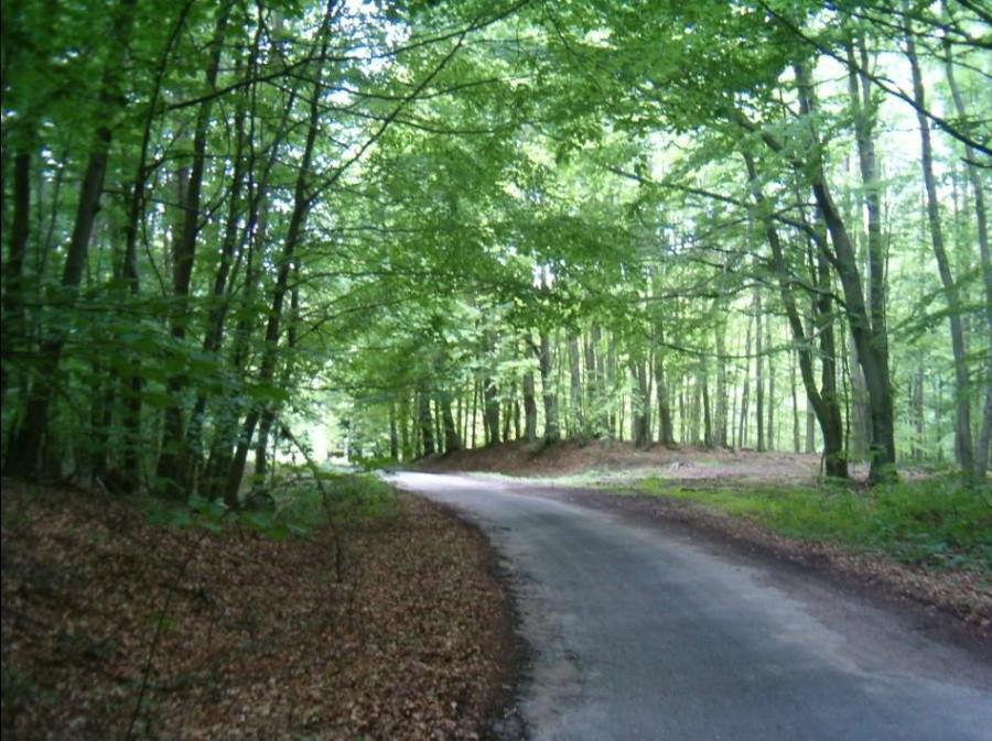 Wycieczka rowerowa z Tczewa do Przywidza. Tunel z drzew nad drogą leśną.