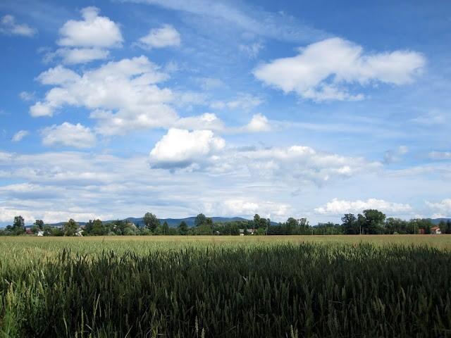 żniwa za pasem