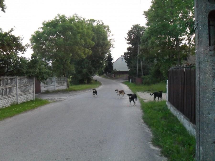 dzika banda w skowronowie