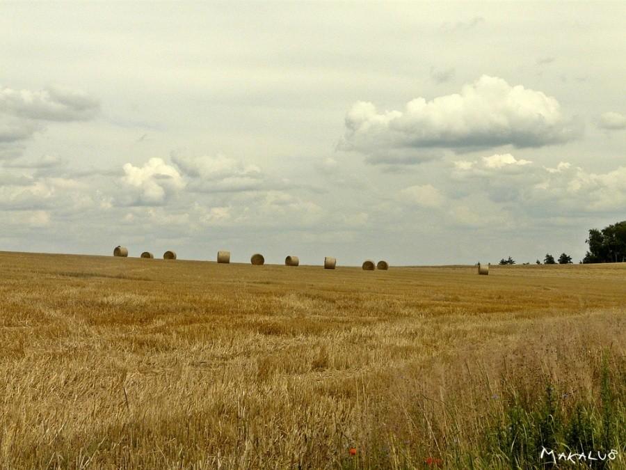 Po żniwach - Ogrodzieniec