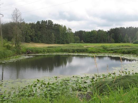 małe oczka wodne- resztki starorzeczy zasilanych wylewami Jeziorki