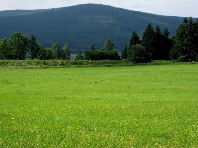 Skąd tyle bocianów - 18 !!??