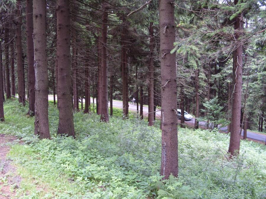 Anamaj pokonująca serpentyny na stromym podjeździe.