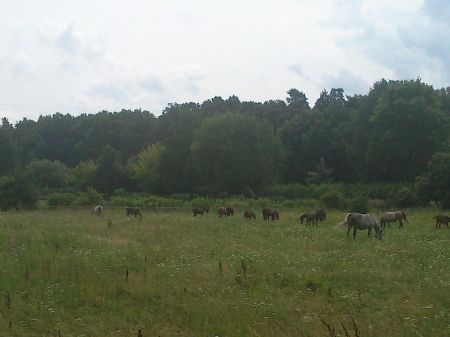 Stadnina Koni - Las Ruda - Łódź