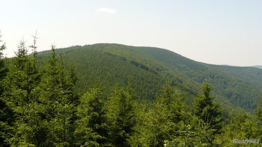 Javorovy "właściwy" ;)