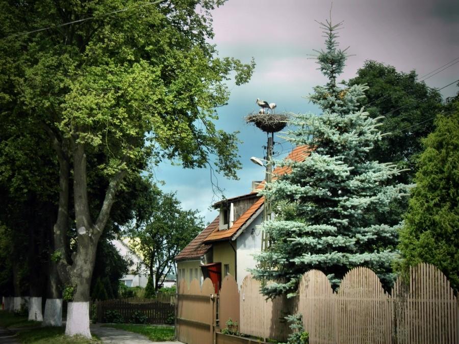Bociania rodzina we wsi Wąwelnica tuż przy Dołujach.