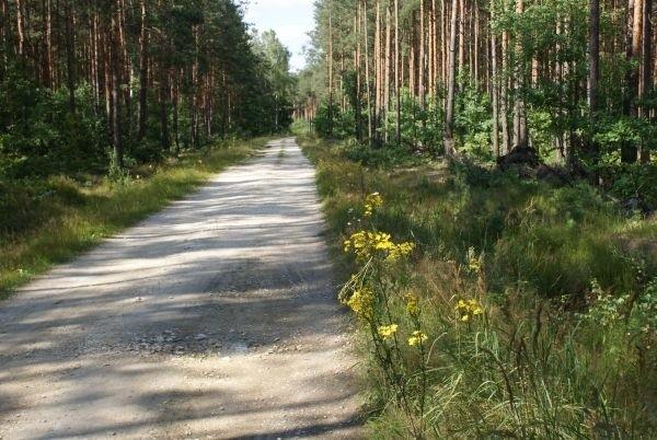 niedaleko za żubrami skręcam w Carską Drogę, która nie jest taka zła, zaprowadzi mnie do Wąwału, gdzie następna wsiowa impreza sie odbywa :p