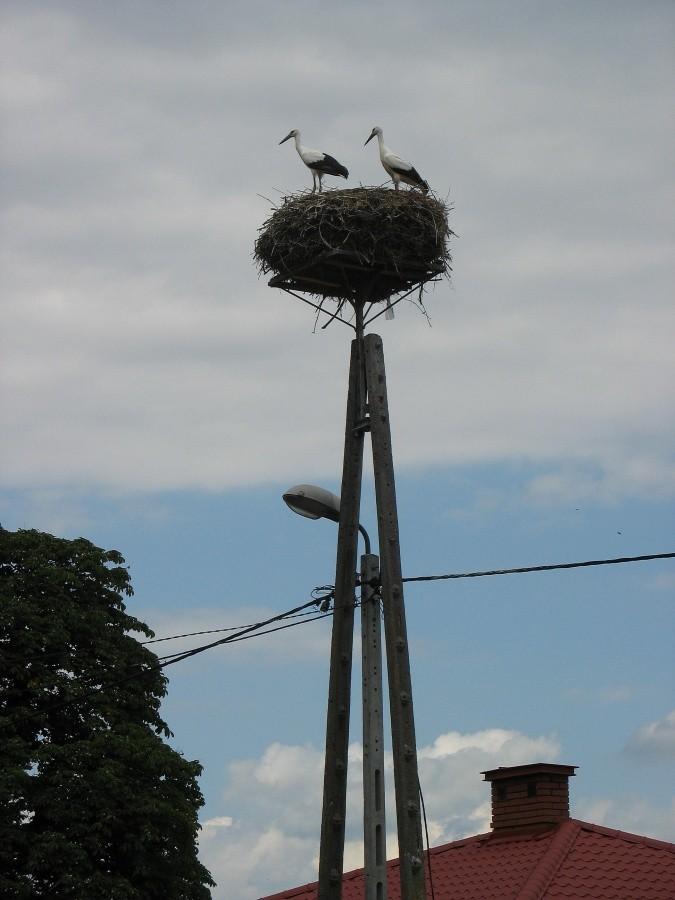 Bociany z Worowa