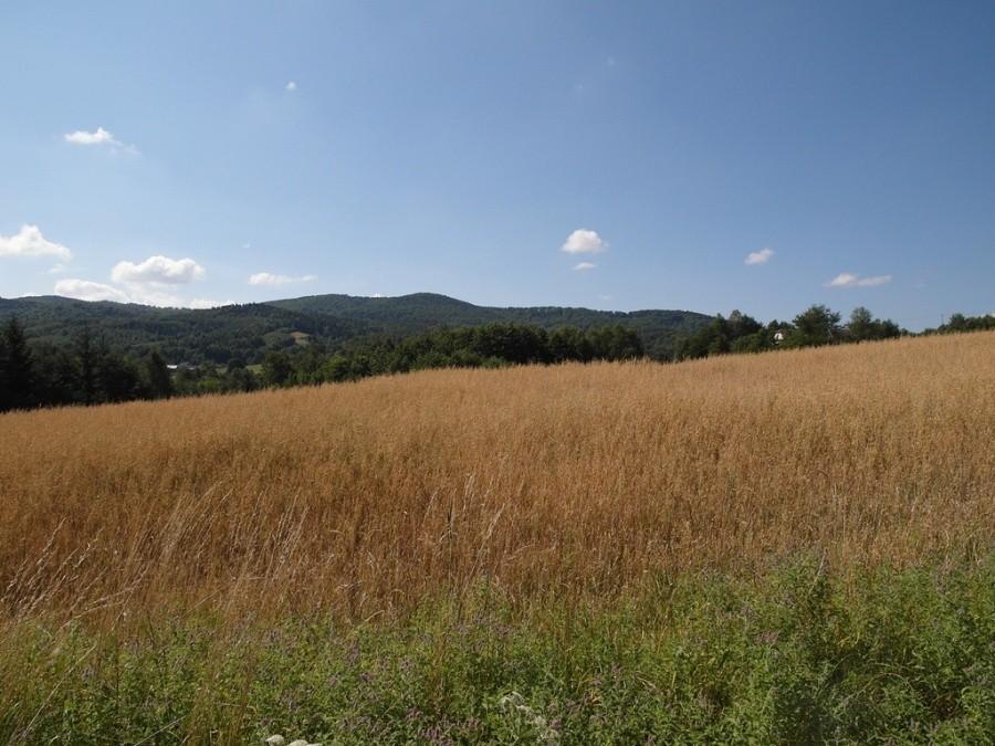 Pasmo Brzanki