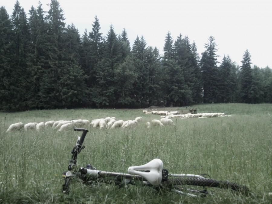 są i owieczki