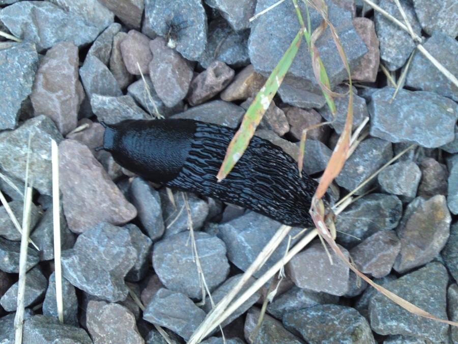 Okoliczna fauna
