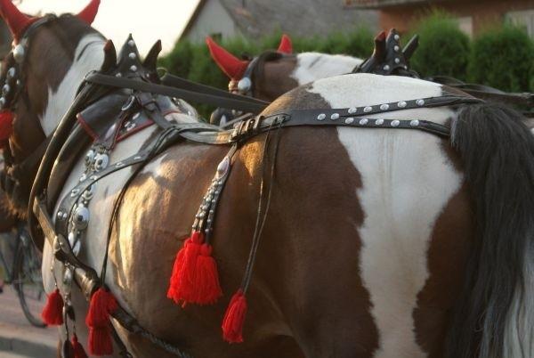 jechałam koło koników, strasznie się pociły....gorąco, nawet wieczorową porą