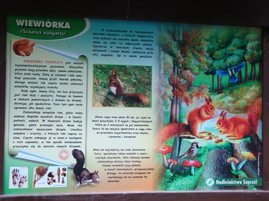 Podlasie 2012 - powrót w rodzinne strony po 20-tu latach 32