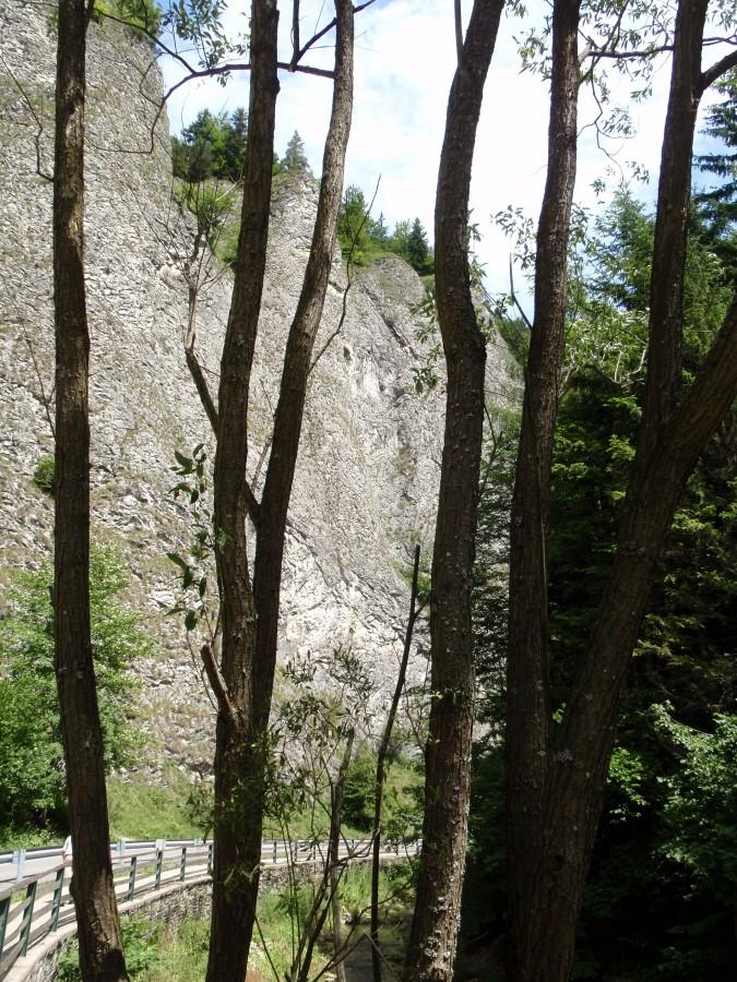 Strome zbocze nad Lesnickim Potokiem