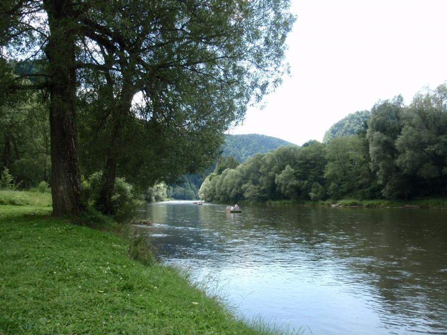 Wierzby nad Dunajcem