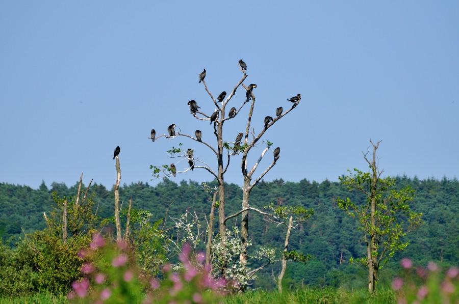Kormorany nad Schmollensee