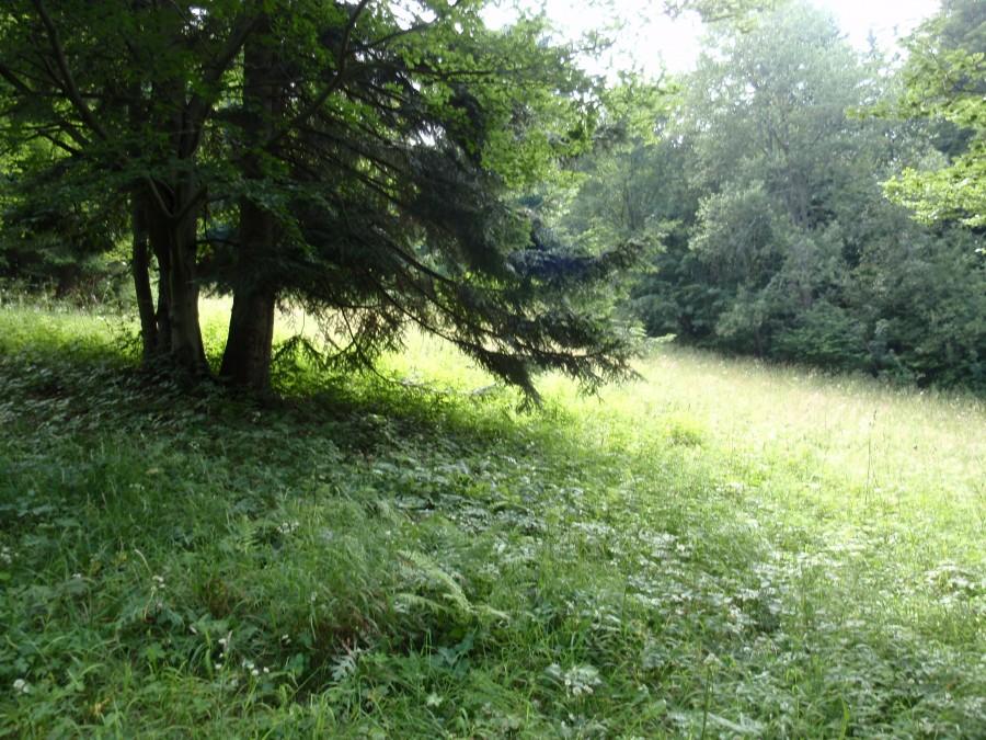 Polana na zejściu z Góry Zamkowej
