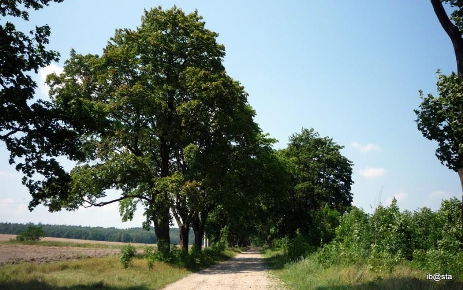 Złoty Potok - Aleja Klonów
