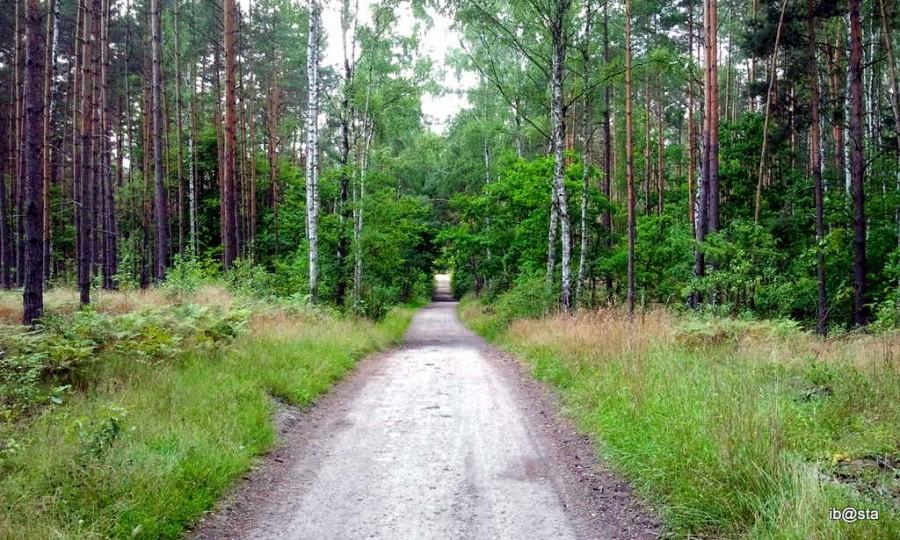 Podgląd trasy - droga klonowa