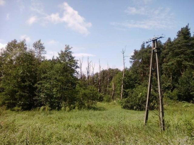 Podmokły las