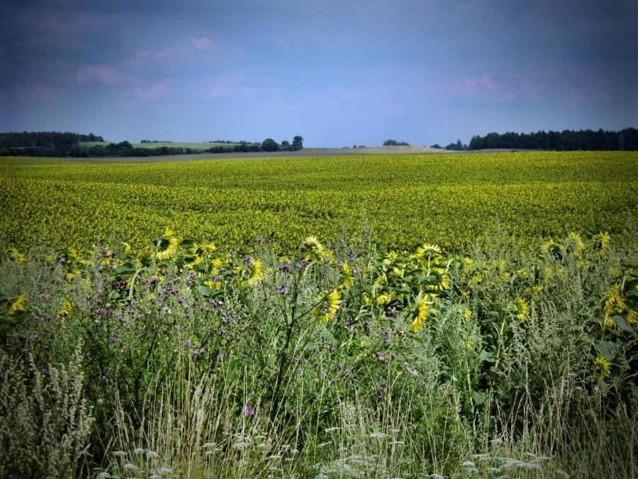 Łany dorodnych słoneczników pod miejscowością Sommersdorf.